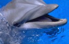 Ученые имеют возможность отслеживать дельфинов с помощью GPS.