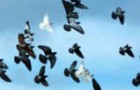 Ученые снабдили GPS логгерами голубей