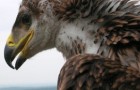 Императорских орлов будут спасать с помощью GPS