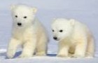 Данные о передвижении полярных медведей теперь доступны в интернет