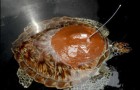 Индийские исследователи будут отслеживать перемещение зеленой черепахи в природе с помощью GPS