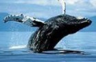 Горбатые киты в чилийских заповедниках будут отслеживаться при помощи GPS