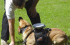 Рюкзак с GPS для удаленного управления собакой