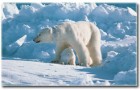 Исследователи изучают полярных медведей с помощью GPS